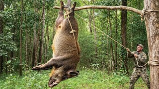 Wild Boars Invade Agricultural Land – Simple Effective Traps – Capturing Alpha Wild Boar Monster