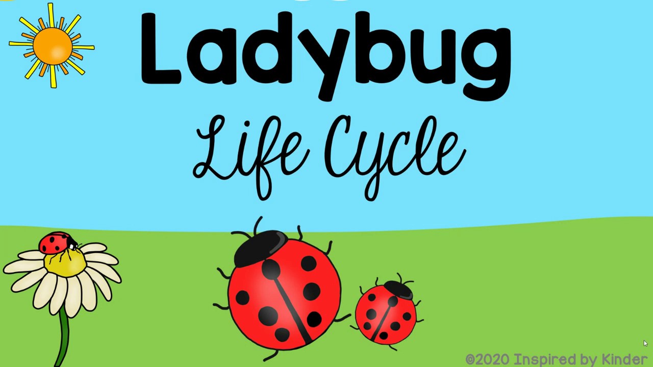 Stages Of A Ladybug Life Cycle