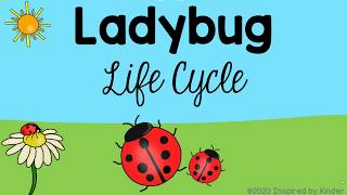 Ladybug Life Cycle