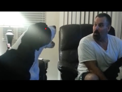 Spoiled Great Dane Throws Hissy Fit | Tantrum Pup