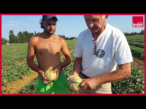 Vidéo: Comment Choisir Un Melon