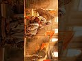 🔥Shivjayanti 2k26🚩 #shivjayanti #shivajimaharaj #trending #shorts #reels #viral #shortvideo #2026