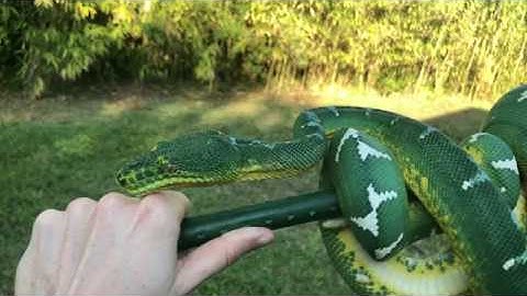 Northern Emerald Tree Boa - Outdoor Session