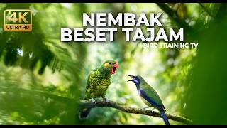 🔴 Live Masteran Nembak Beset Tajam Perkici Pantai Gacor Necret vs Cucak Cungkok Super Gacor Nembak