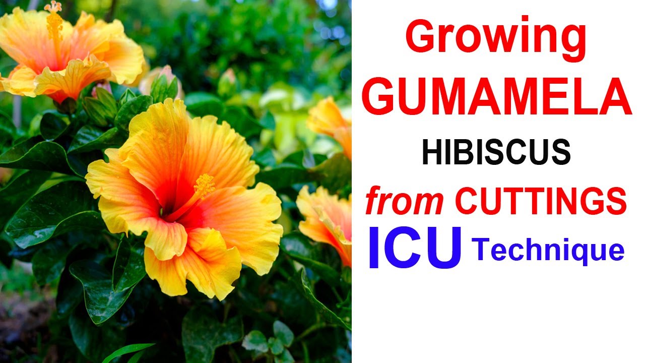 Tips For Growing Gumamela Cuttings Hibiscus ICU Technique YouTube