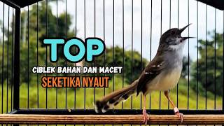CIBLEK SEMI GACOR AMPUH UNTUK PANCINGAN CIBLEK BAHAN DAN MASTERAN CIBLEK MACET SEKETIKA NYAUT