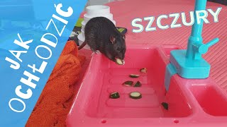 Jak ochłodzić szczury w upalne dni? | Szczuromania #26