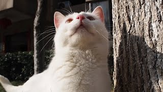 White Street Cat Sits Like An Elf__Binbo Is Cat #75 by Binbo Is Cat 11 views 3 years ago 2 minutes, 29 seconds