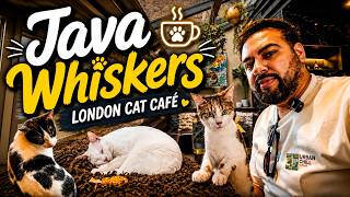 Java Whiskers London: Back for More Cat-tastic Fun!
