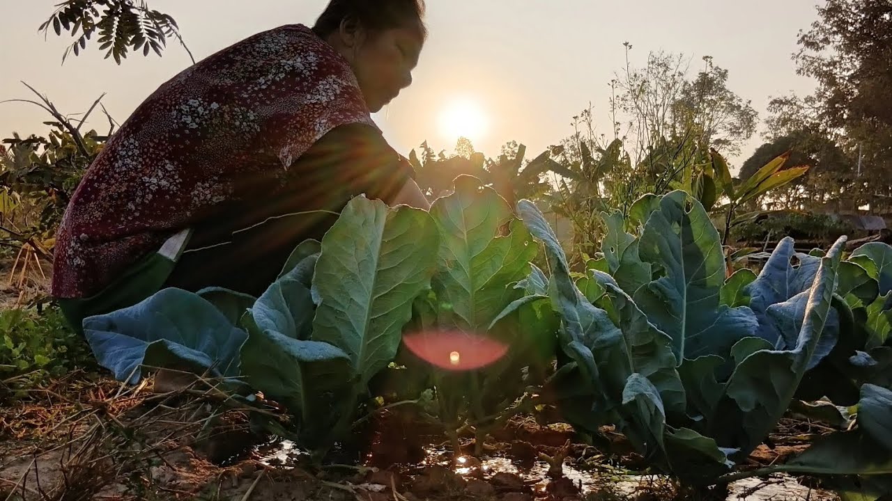 16 /1/69 "บรรยากาศยามเช้า" กับกะหล่ำที่กำลังออกดอกให้ผลผลิต 