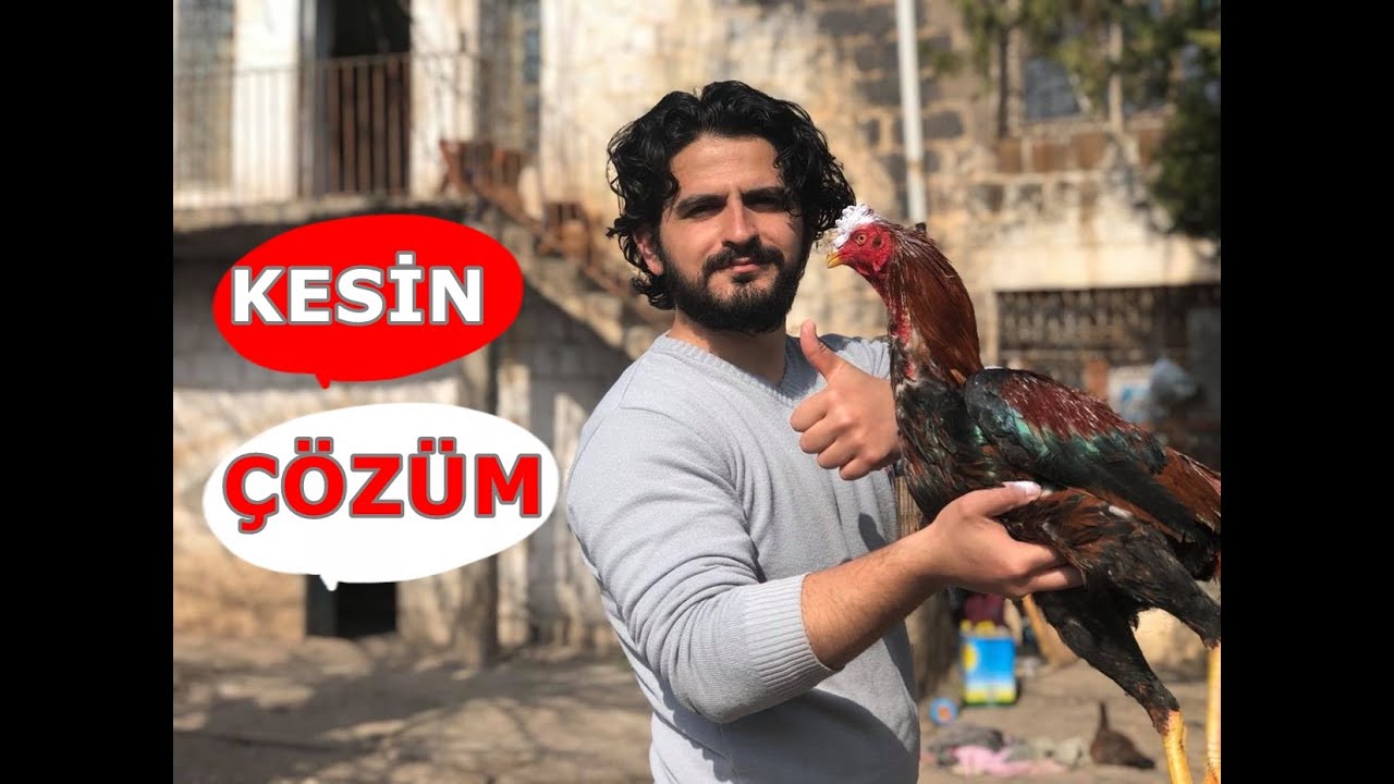 Обработка сахаром у индийских петухов 2 разных метода #hinthorozu # indiancockusekertedavis