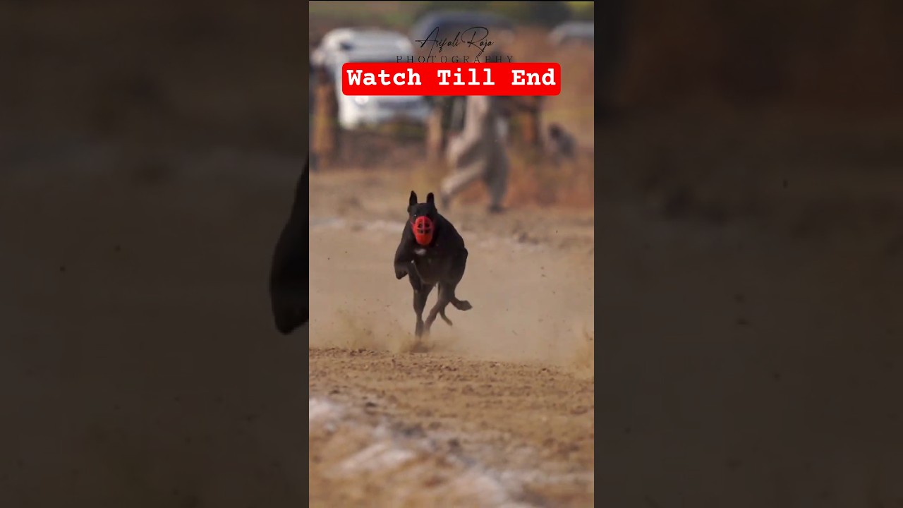 "Unleashing Speed: The thrill Of Greyhound Racing Dogs"