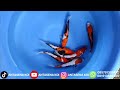 🎉 PAKET KOI BAGUS UNTUK PEMULA ‼️ HARGA EKONOMIS & RAMAH DI KANTONG 💸🐟