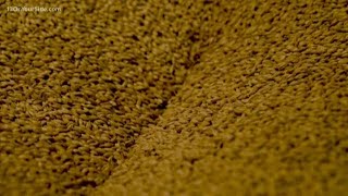 Harmony Brewing Co. tells how they make beer