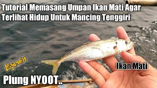 Cara Memasang atau Merangkai Umpan Ikan Mati Agar Terlihat Hidup Untuk Mancing ikan Tenggiri