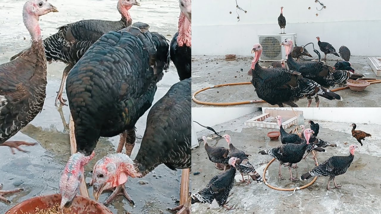 Turkey Bird Dancing Like a Boss – Must Watch! 💃🦃 Village Life With Turkey Birds – So Peaceful!