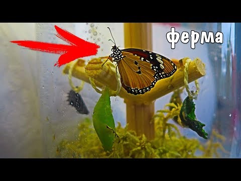 ПЕРВАЯ ФЕРМА БАБОЧЕК с бабочками КАК УХАЖИВАТЬ И КОРМИТЬ