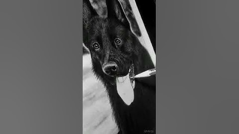 Drawing fur of dog 🐕 |  Using charcoal pencil 🖤