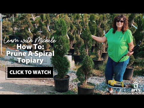 How To Prune A Spiral Boxwood