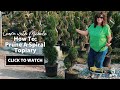 How To: Prune A Spiral Topiary + Topiary Tour