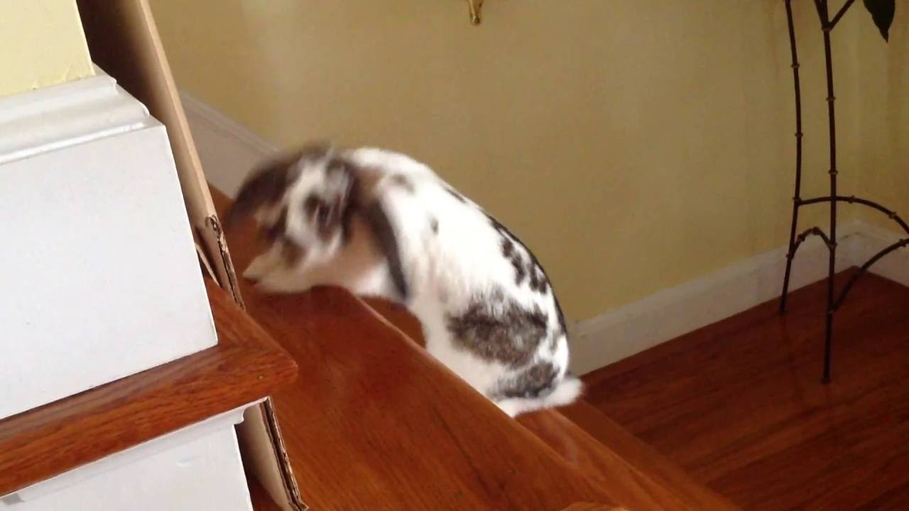 Bunny going up and down the stairs YouTube