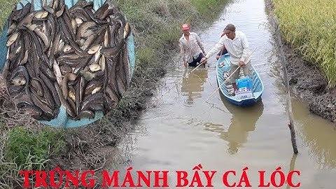 Trúng mánh đàn cá lóc khủng trong ruộng lúa. Catch fish  in rice fields.ចាប់ត្រីតាមអគ្គិសនីនៅវាលស្រែ