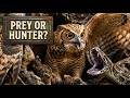 Africa's Deadliest Owl Has Eyes That Will Haunt You