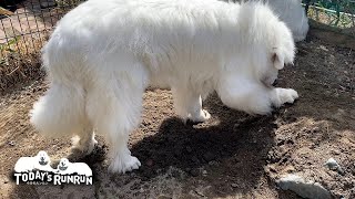 この道10年の熟練の技術で頑張って穴を掘るルンルンです　Great Pyrenees　グレートピレニーズ