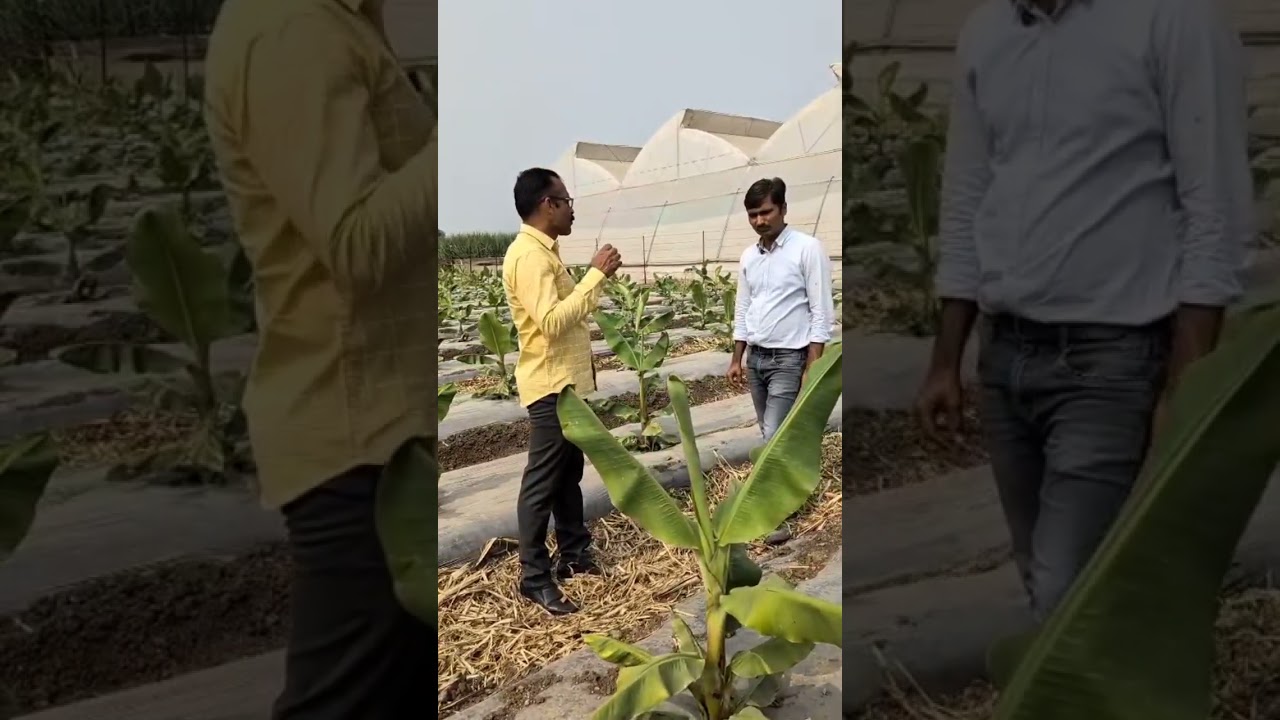 From Soil to Success 🍌 | How This Banana Farmer Manages Acres of Keli Farming | Real Story
