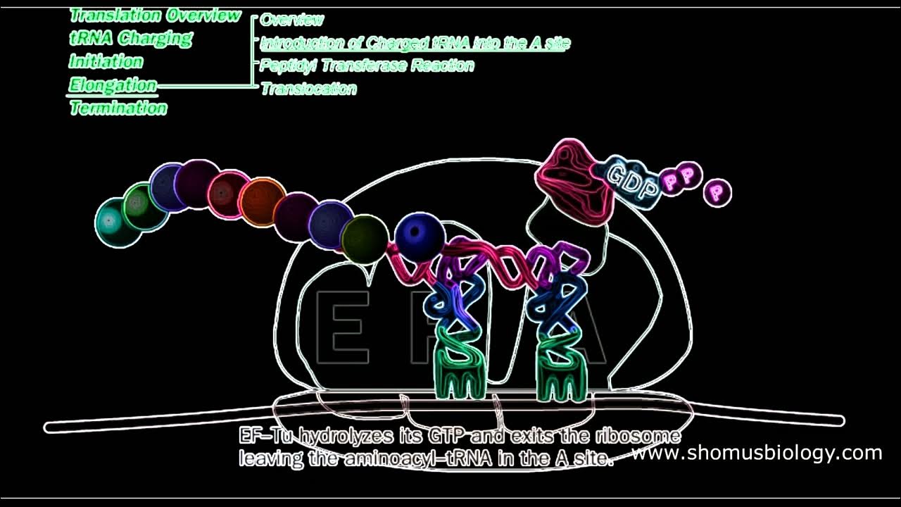 Protein synthesis animation Translation in prokaryotes Prokaryotic