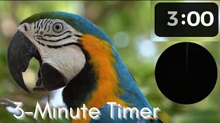 Famous 3-Minute Rainforest Visual Timer | Classroom Management | Accommodations | Student Support Wealth