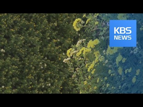 함평 <strong>국향대전</strong> 개막…17일간 ‘100만송이 국화꽃 세상’ / KBS뉴스(News)