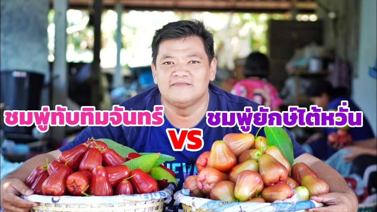 ชมพู่ยักษ์ไต้หวัน VS ชมพู่ทับทิมจันทร์ พันธุ์ไหนอร่อยกว่ากัน | พี่ต้อม เกษตรอินทรีย์ วิถีพึ่งตนเอง