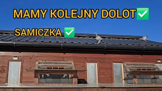 : 6 LISTOPAD  ASY WCIAZ WALCZA  MAMY KOLEJNY DOLOT -  SAMICZKA  Golebie Pocztowe 2025