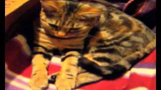 dubstep kitten
