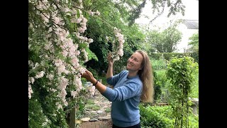 Famous How to grow Beautybush Wealth