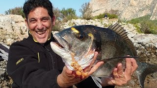 la grande orata big piega la canna pesca gradendo il grosso innesco del paguro. fishing video