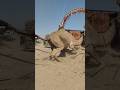 A Rare Scene Of A Camel Sitting Fearfully And Hesitantly At The Door Of A Cart In A Desert Setti 