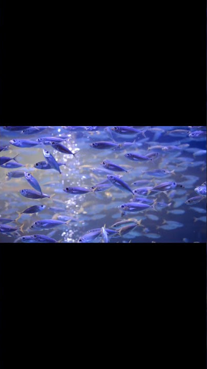 European Sprat, Sprattus  Sprattus ,  Bristling, Fish