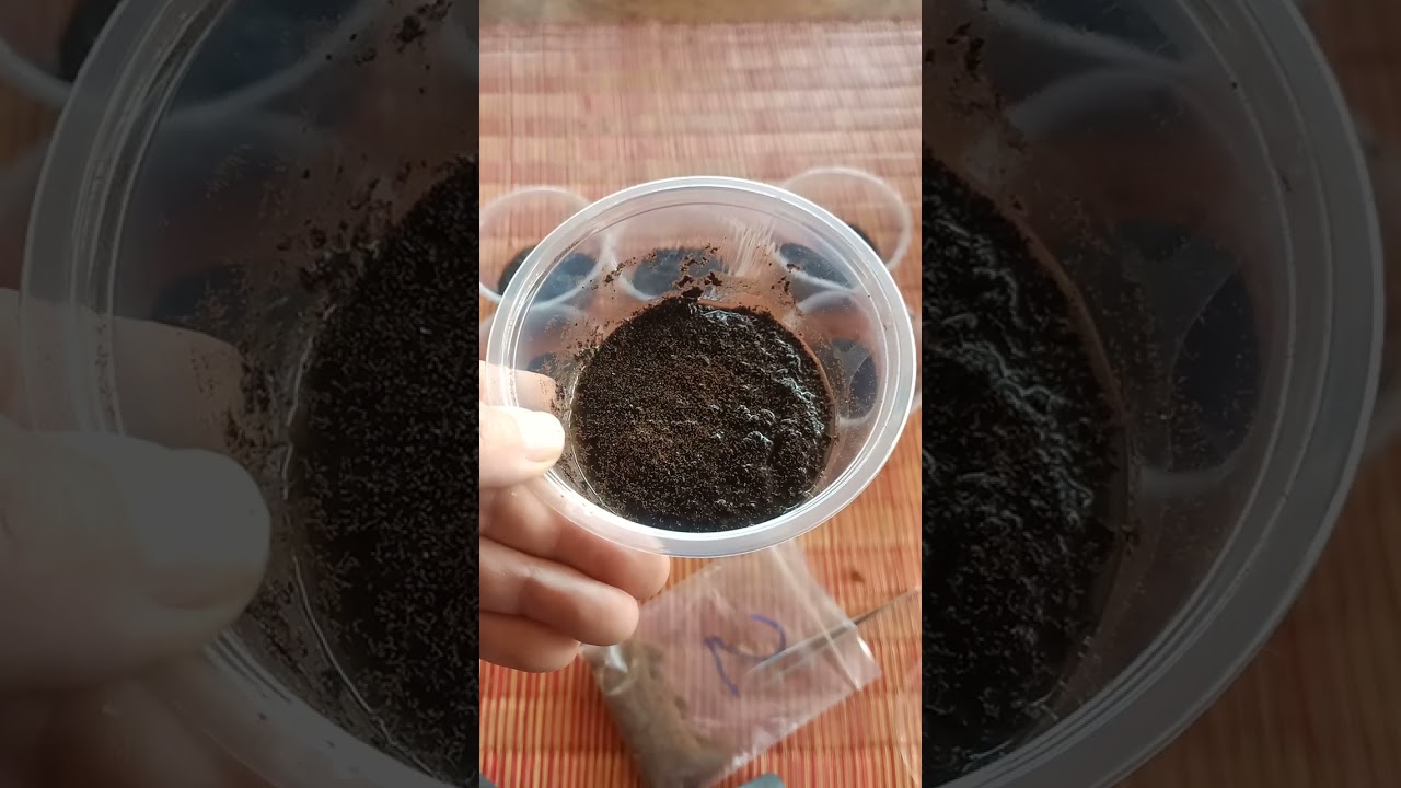 การเพาะสปอร์เฟิร์นชายผ้าสีดา(เขากวางตั้ง)