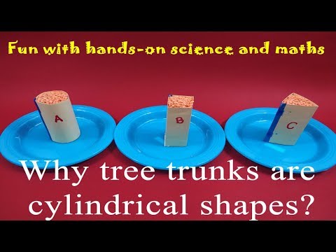 Video: Why Are Tree Trunks Round