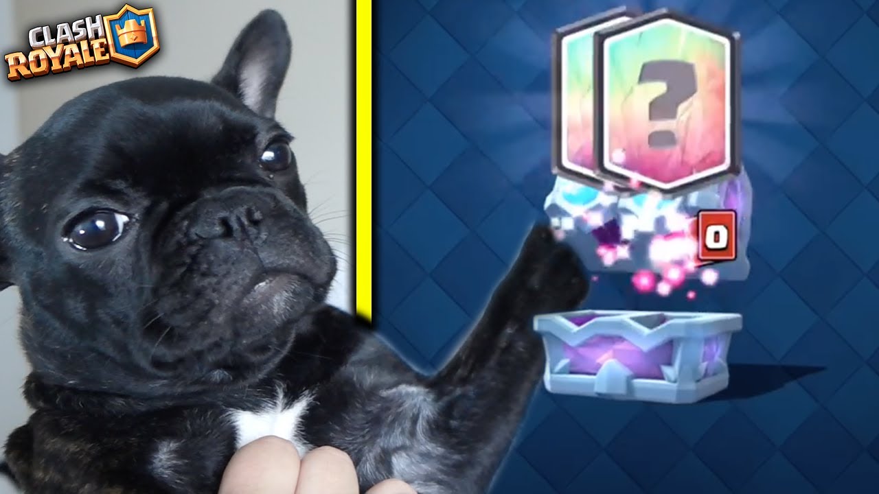 MEU CACHORRO ABRIU O MELHOR BAÚ DO CLASH ROYALE jogos friv