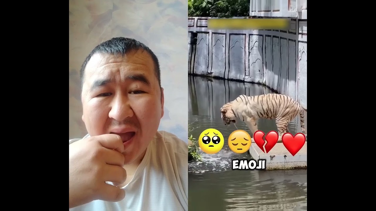 She Fell into a Tiger Den… Then THIS Happened! 🐯😱❤️