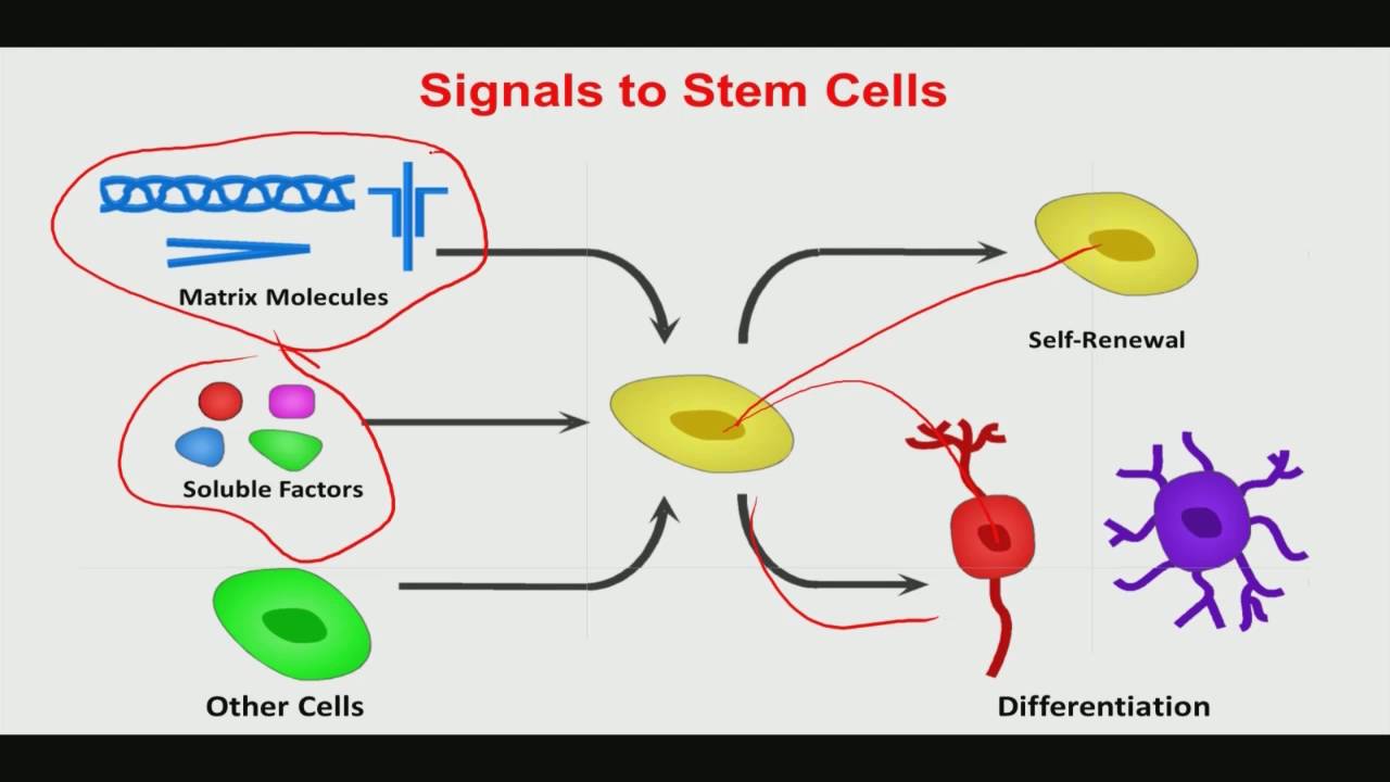 Lec17 Cell differentiation