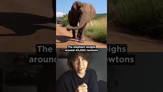 Which Hurts More Elephant Or High Heel?