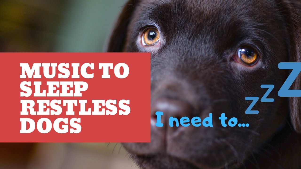 Music to SLEEP restless dogs! 1HOUR of incredible music for DOG