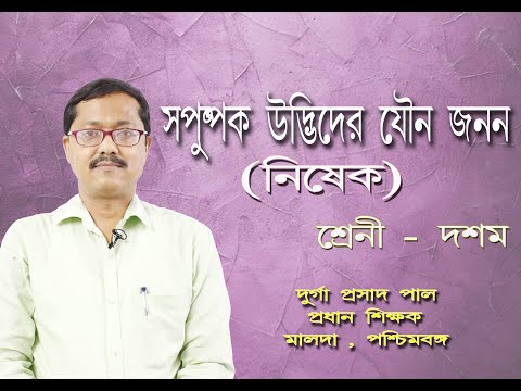 ভিডিও: পিস্টিল - এটা কি? মোষের গঠন ও উদ্দেশ্যের বিস্তারিত বিশ্লেষণ