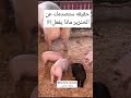 حقيقه ستصدمك عن الخنزير صحه Health Reels Explore ريلزات Pig خنزير Explore Facts حقائق