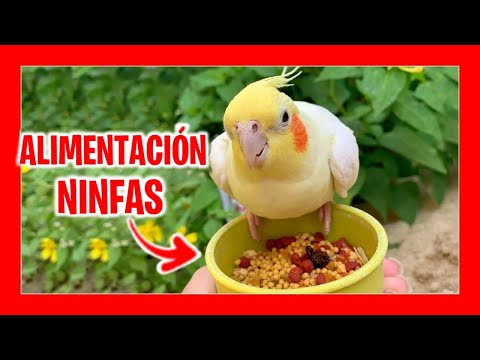 Βίντεο: Είναι βρώσιμο το Chickweed: Πληροφορίες σχετικά με τη χρήση του Chickweed ως τροφής