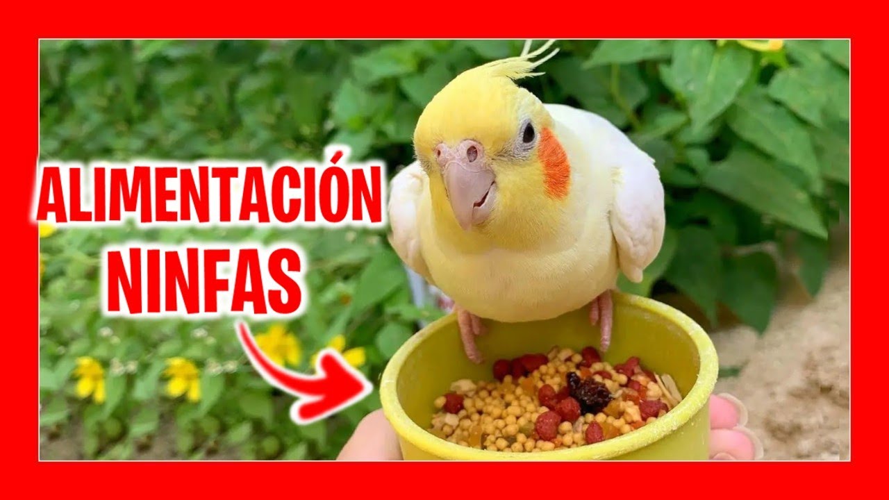 Comida para loros